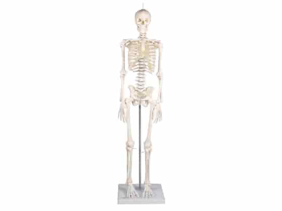 Miniature-Skeleton "Patrick"
